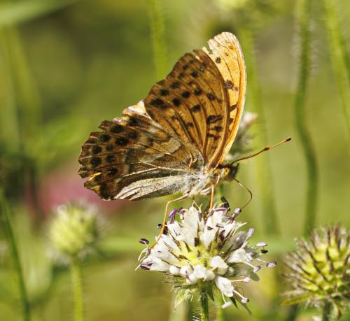 Réf. 347 949 : Argynnis paphia